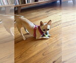 Small #3 Chihuahua Mix