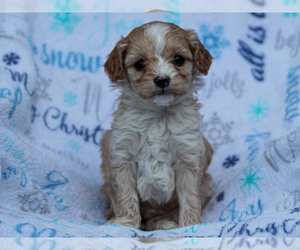 Cavalier King Charles Spaniel-Cavapoo Mix Puppy for sale in LIBERTY, KY, USA