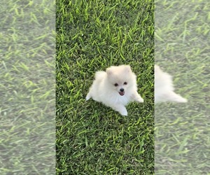 Medium Pomeranian