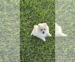 Puppy Echo Pomeranian