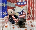 Small Photo #28 Morkie Puppy For Sale in CASSVILLE, MO, USA