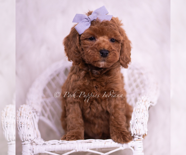 Medium Photo #105 Poodle (Toy) Puppy For Sale in WARSAW, IN, USA