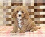 JJ - Male Bernedoodle (Miniature)-Cavapoo (Miniature) Mix Puppy for Sale - Small photo
