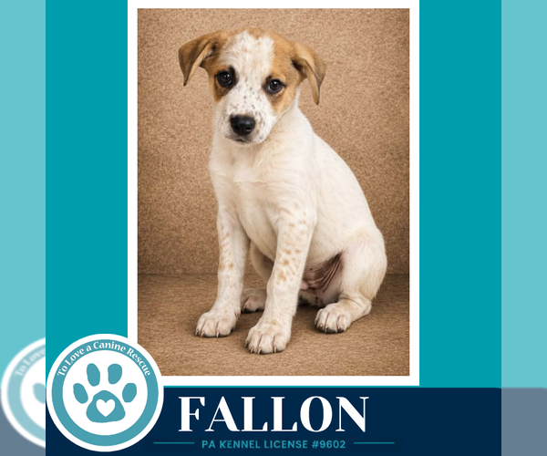 Medium Photo #2 Mutt Puppy For Sale in Kimberton, PA, USA