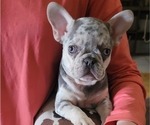 Small Photo #11 French Bulldog Puppy For Sale in BLAKESBURG, IA, USA