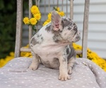 Small Photo #34 French Bulldog Puppy For Sale in GOSHEN, IN, USA