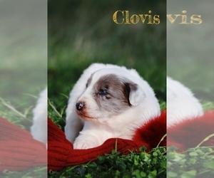 Australian Shepherd-Great Pyrenees Mix Puppy for sale in BARRY, TX, USA