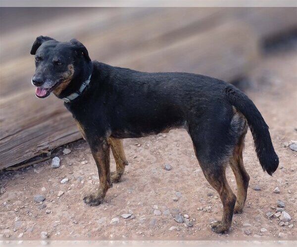 Medium Photo #1 Labrador Retriever-Unknown Mix Puppy For Sale in Cottonwood, AZ, USA