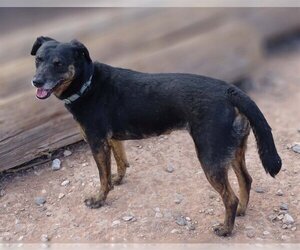 Labrador Retriever-Unknown Mix Dogs for adoption in Cottonwood, AZ, USA