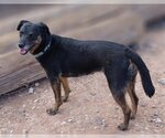Small Photo #1 Labrador Retriever-Unknown Mix Puppy For Sale in Cottonwood, AZ, USA