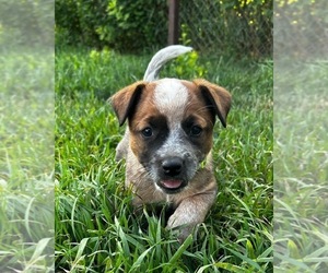 Australian Cattle Dog Puppy for sale in MOUNT PLEASANT, UT, USA