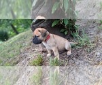 Small #17 Bullmastiff