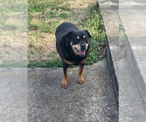 Medium Photo #6 Rottweiler-Unknown Mix Puppy For Sale in White Hall, AR, USA