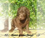 Small Photo #1 Labradoodle Puppy For Sale in WOLCOTTVILLE, IN, USA