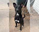 Small #21 Collie Mix