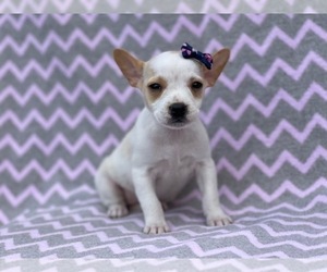 French Bulldog-Jack Russell Terrier Mix Puppy for sale in LAKELAND, FL, USA
