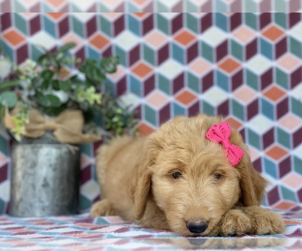 Medium Photo #2 Goldendoodle Puppy For Sale in LANCASTER, PA, USA