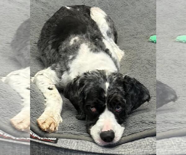 Medium Photo #16 Cocker Spaniel Puppy For Sale in Westminster, MD, USA