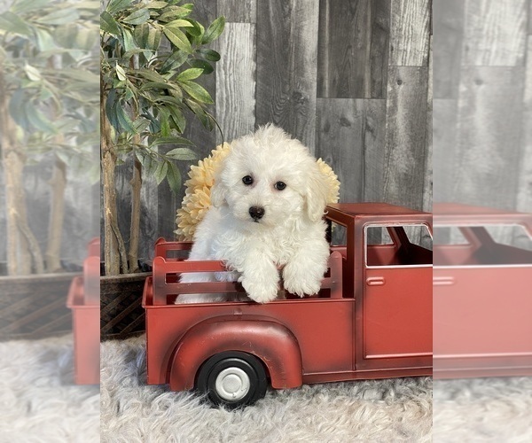 Medium Photo #4 Bichpoo Puppy For Sale in CANOGA, NY, USA