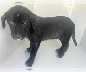Labrador Retriever Dogs for adoption in Houston, TX, USA