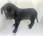 Small Labrador Retriever