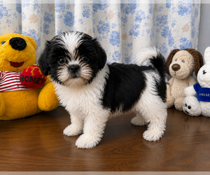 Shih Tzu Puppy for sale in DURHAM, CT, USA
