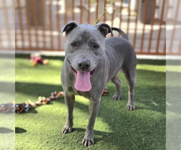 Medium Photo #2 Mutt Puppy For Sale in Las Vegas, NV, USA