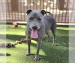Small #1 Mutt