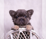 Small French Bulldog