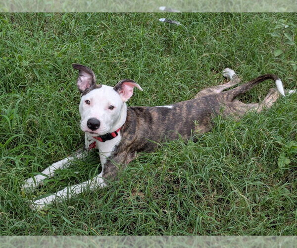 Medium Photo #2 Mutt Puppy For Sale in Lakewood, CO, USA