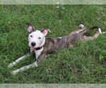 Small #1 Mutt