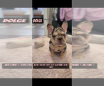 Small #7 French Bulldog