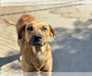 Labrador Retriever-Unknown Mix Dogs for adoption in Tulsa, OK, USA