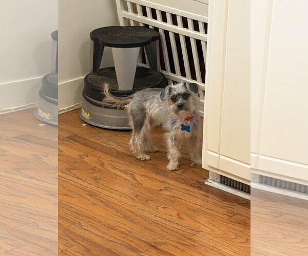 Medium Photo #2 Mutt Puppy For Sale in Plainfield, IL, USA