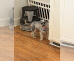 Small #1 Mutt