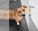 Small #8 Basset Hound Mix