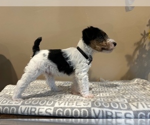 Wire Fox Terrier Puppy for sale in FEASTERVILLE, PA, USA