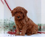 Small #2 Goldendoodle (Miniature)