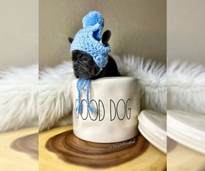 French Bulldog Puppy for sale in OJAI, CA, USA