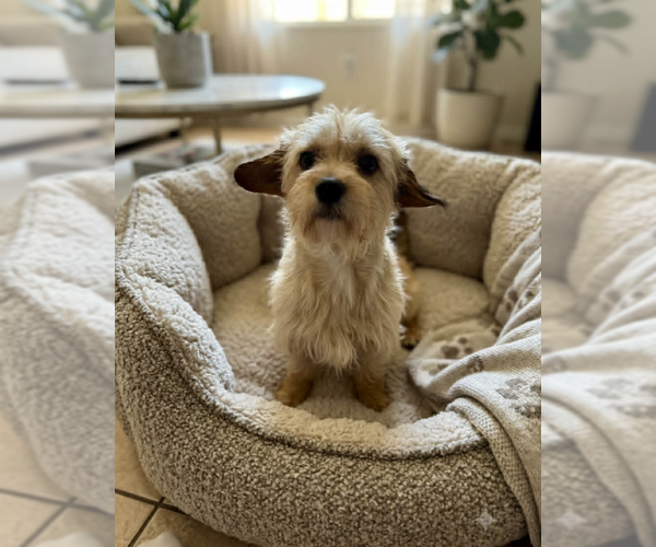 Medium Photo #2 Mutt Puppy For Sale in Cranston, RI, USA