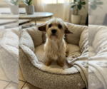 Small #1 Mutt