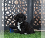 Small #4 Poodle (Miniature)