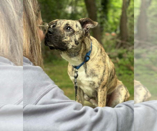Medium Photo #8 Mountain Cur-Unknown Mix Puppy For Sale in Westwood, NJ, USA