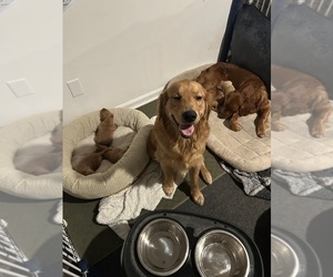 Father of the Golden Retriever puppies born on 12/14/2025