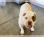 Small Free-Lance Bulldog