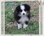 Small #2 Miniature Australian Shepherd