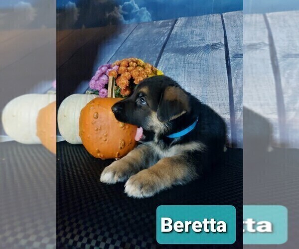 Medium Photo #33 German Shepherd Dog Puppy For Sale in LA FAYETTE, NY, USA