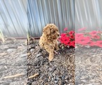 Puppy Lucy Cavapoo mix (+ Poodle Miniature)