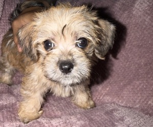 English Toy Terrier-Shih Tzu Mix Puppy for sale in LANCASTER, PA, USA