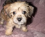 Faith - Female English Toy Terrier-Shih Tzu Mix Puppy for Sale - Small photo